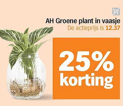 AH Groene plant in vaasje
