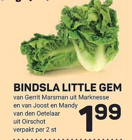 BINDSLA LITTLE GEM