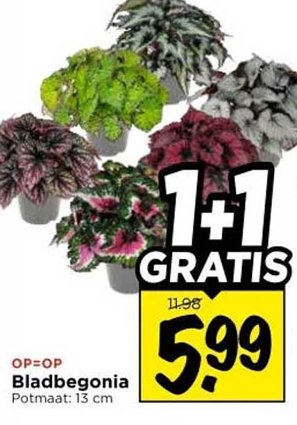 Bladbegonia Potmaat: 13 cm 1+1 GRATIS