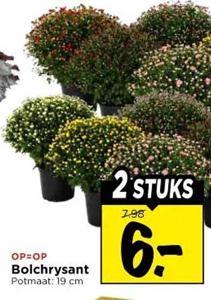 Bolchrysant Potmaat: 19 cm 2 STUKS