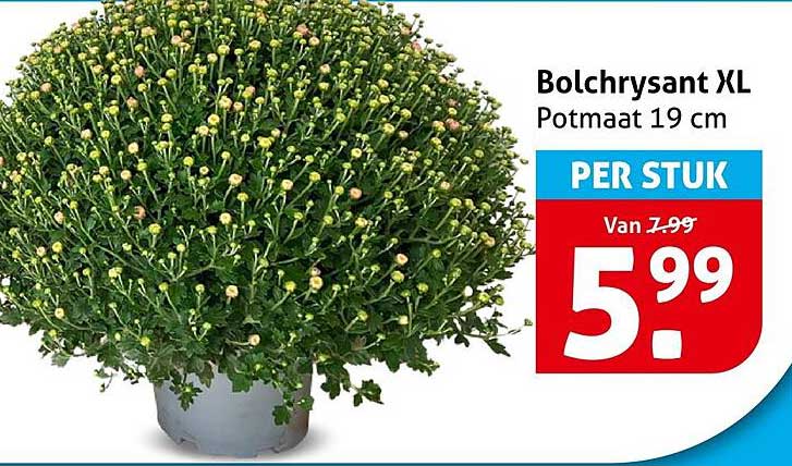 Bolchrysant XL Potmaat 19 cm PER STUK