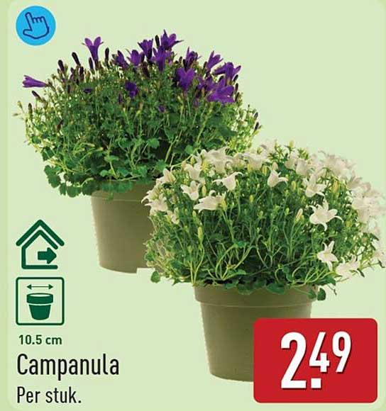 Campanula