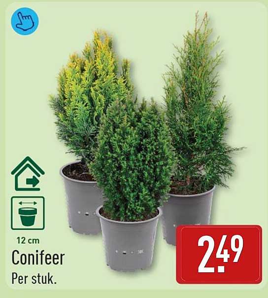 Conifeer