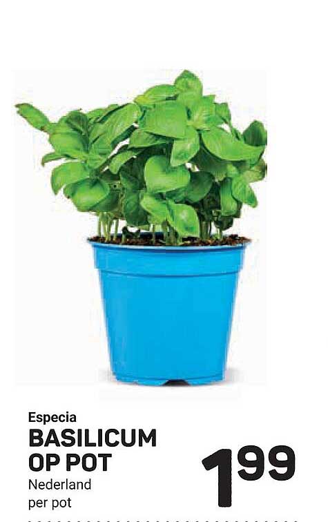 Especia BASILICUM OP POT Nederland per pot