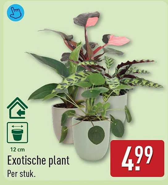 Exotische plant
