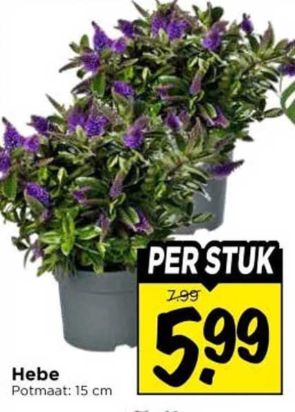 Hebe Per stuk