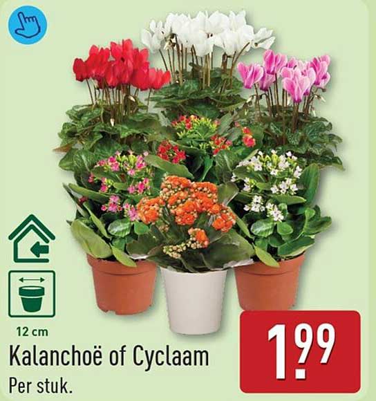 Kalanchoë of Cyclaam