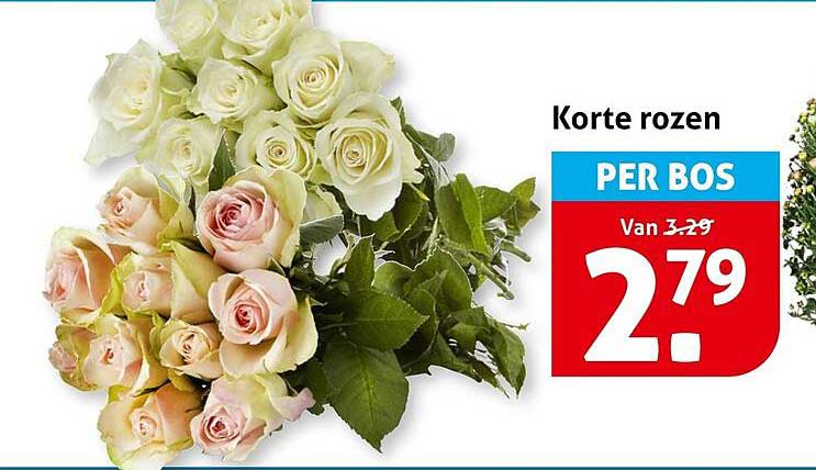 Korte rozen PER BOS