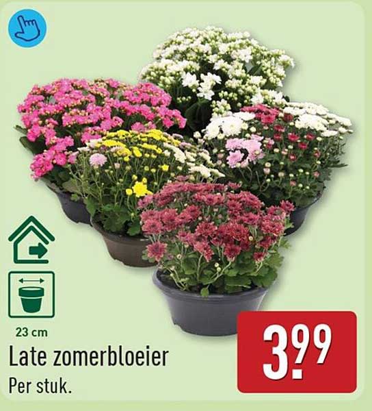 Late zomerbloeier
