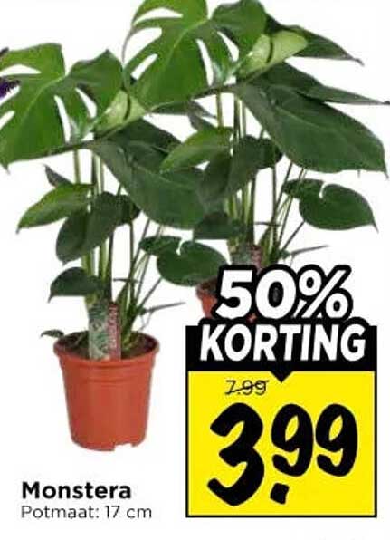 Monstera 50% KORTING