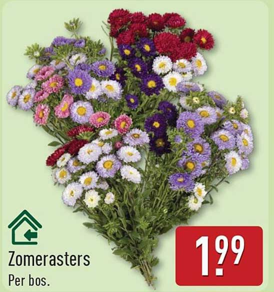 Zomerasters