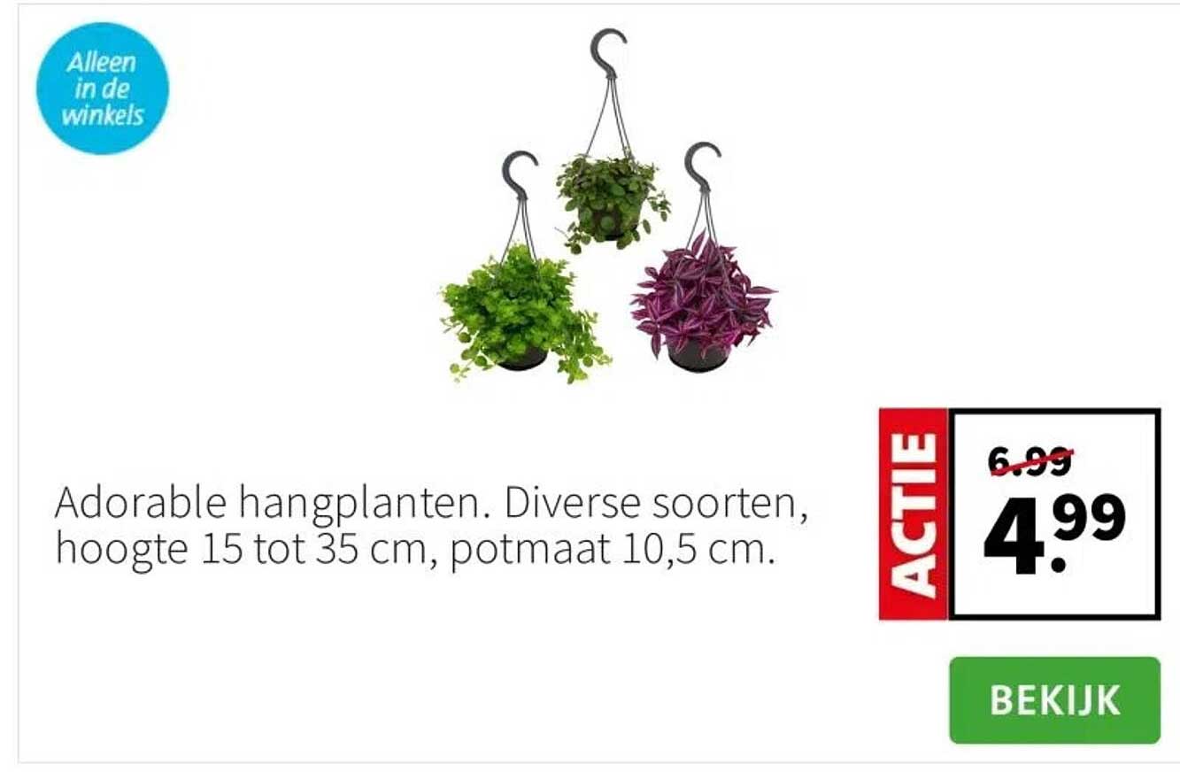 Adorable hangplanten. Diverse soorten, hoogte 15 tot 35 cm, potmaat 10,5 cm.