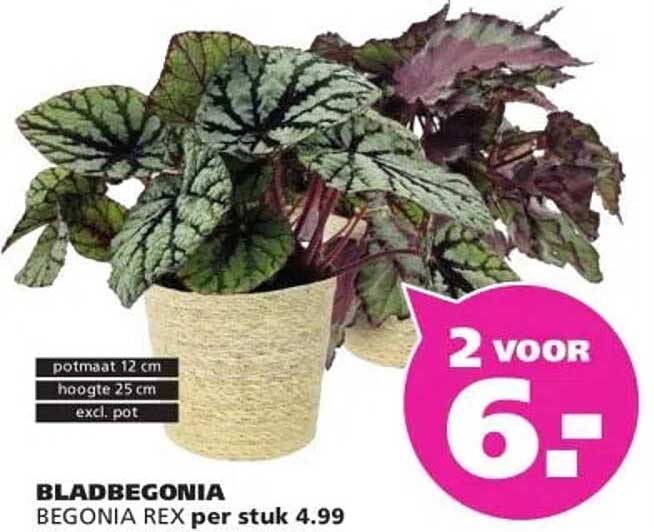 BLADBEGONIA BEGONIA REX per stuk 4.99