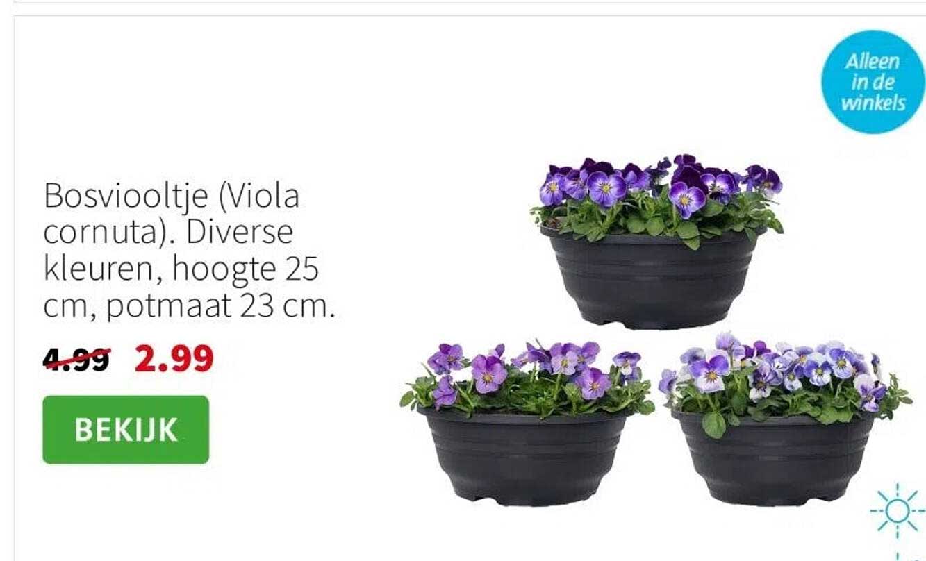 Bosviooltje (Viola cornutа). Diverse kleuren, hoogte 25 cm, potmaat 23 cm.