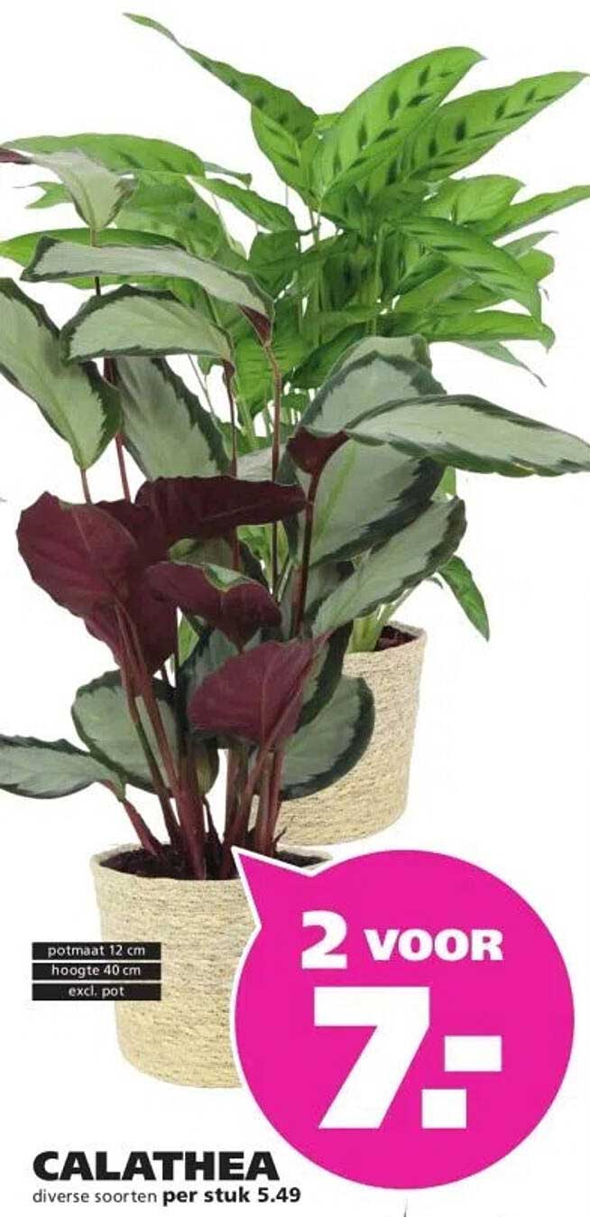 CALATHEA diverse soorten per stuk 5.49