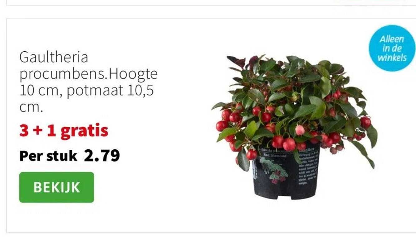 Gaultheria procumbens. Hoogte 10 cm, potmaat 10,5 cm.