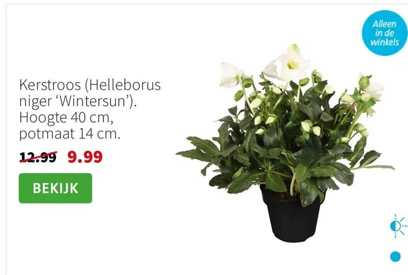 Kerstroos (Helleborus niger ‘Wintersun’)