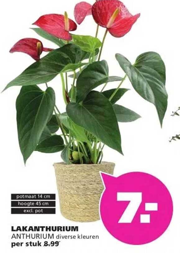 LAKANTHURIUM ANTHURIUM diverse kleuren per stuk 8.99