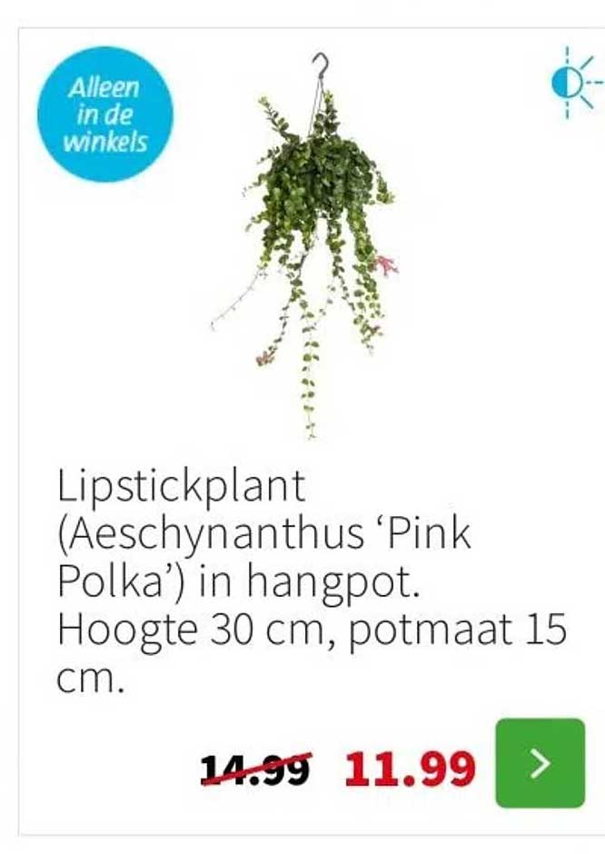 Lipstickplant (Aeschynanthus ‘Pink Polka’) in hangpot.