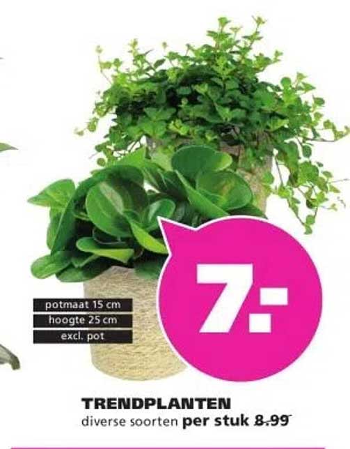 TRENDPLANTEN diverse soorten per stuk 8.99