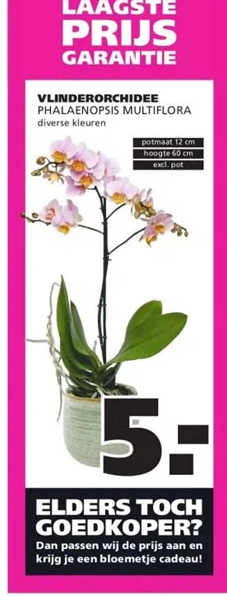 Vlinderorchidee Phalaenopsis Multiflora