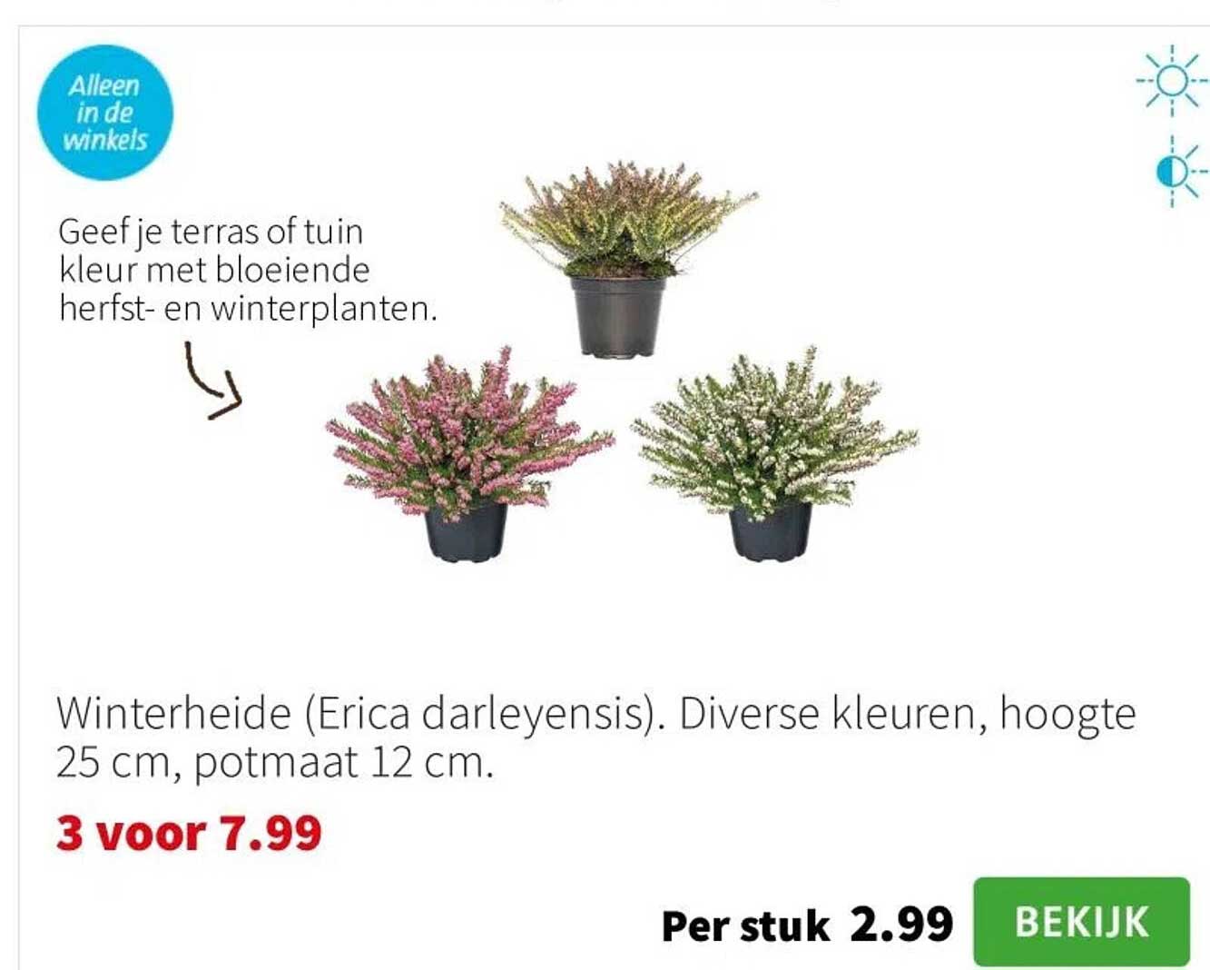 Winterheide (Erica darleyensis). Diverse kleuren, hoogte 25 cm, potmaat 12 cm.