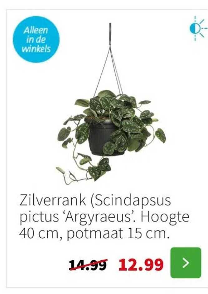 Zilverrank (Scindapsus pictus 'Argyraeus'. Hoogte 40 cm, potmaat 15 cm.)