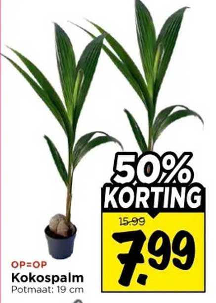 Kokospalm Potmaat: 19 cm 50% KORTING