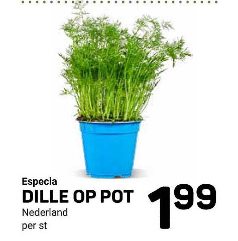 Especia DILLE OP POT