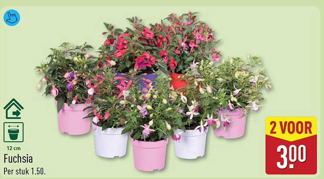 Fuchsia 12 cm 2 voor 3.00