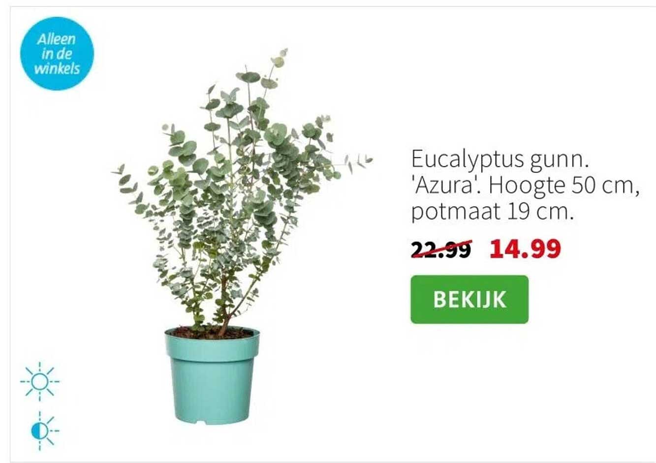 Eucalyptus gunn. 'Azura'. Hoogte 50 cm, potmaat 19 cm.