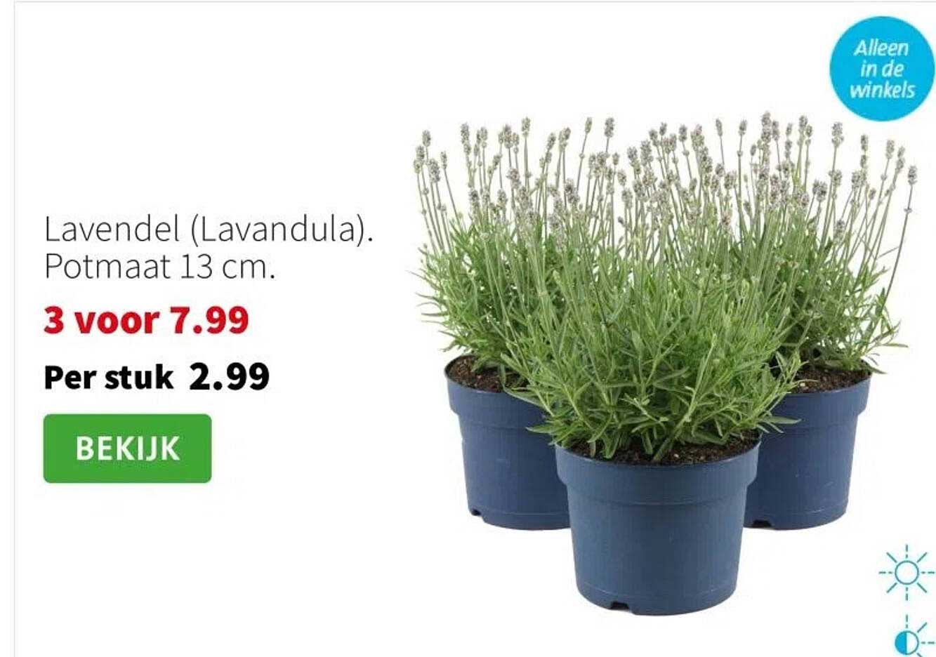 Lavendel (Lavandula). Potmaat 13 cm.