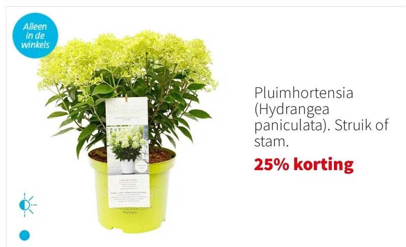 Pluimhortensia (Hydrangea paniculata). Struik of stam.