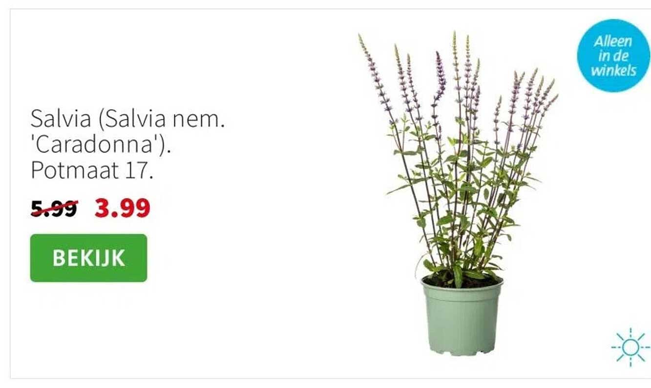 Salvia (Salvia nem. 'Caradonna'). Potmaat 17.