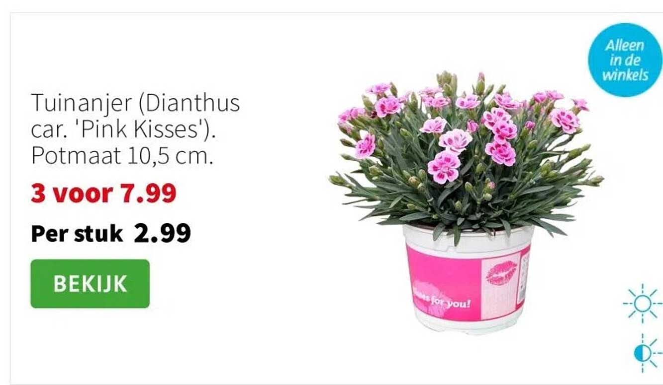 Tuinanjer (Dianthus car. 'Pink Kisses'). Potmaat 10,5 cm.