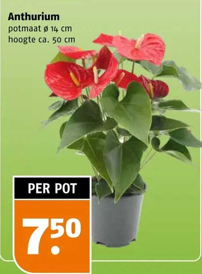 Anthurium potmaat ø 14 cm hoogte ca. 50 cm