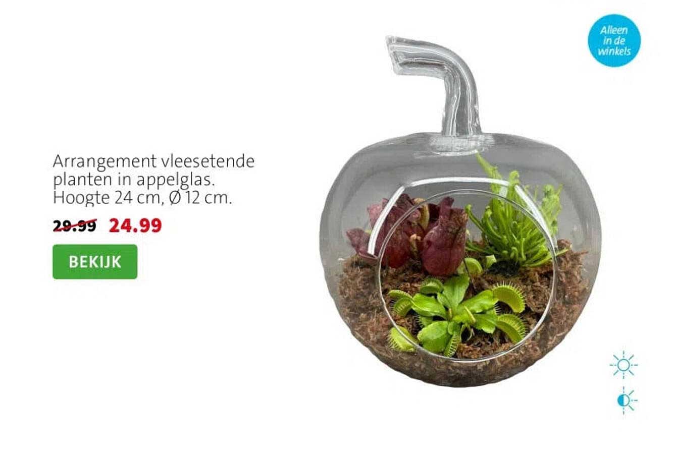 Arrangement vleesetende planten in appelglas. Hoogte 24 cm, Ø12 cm.