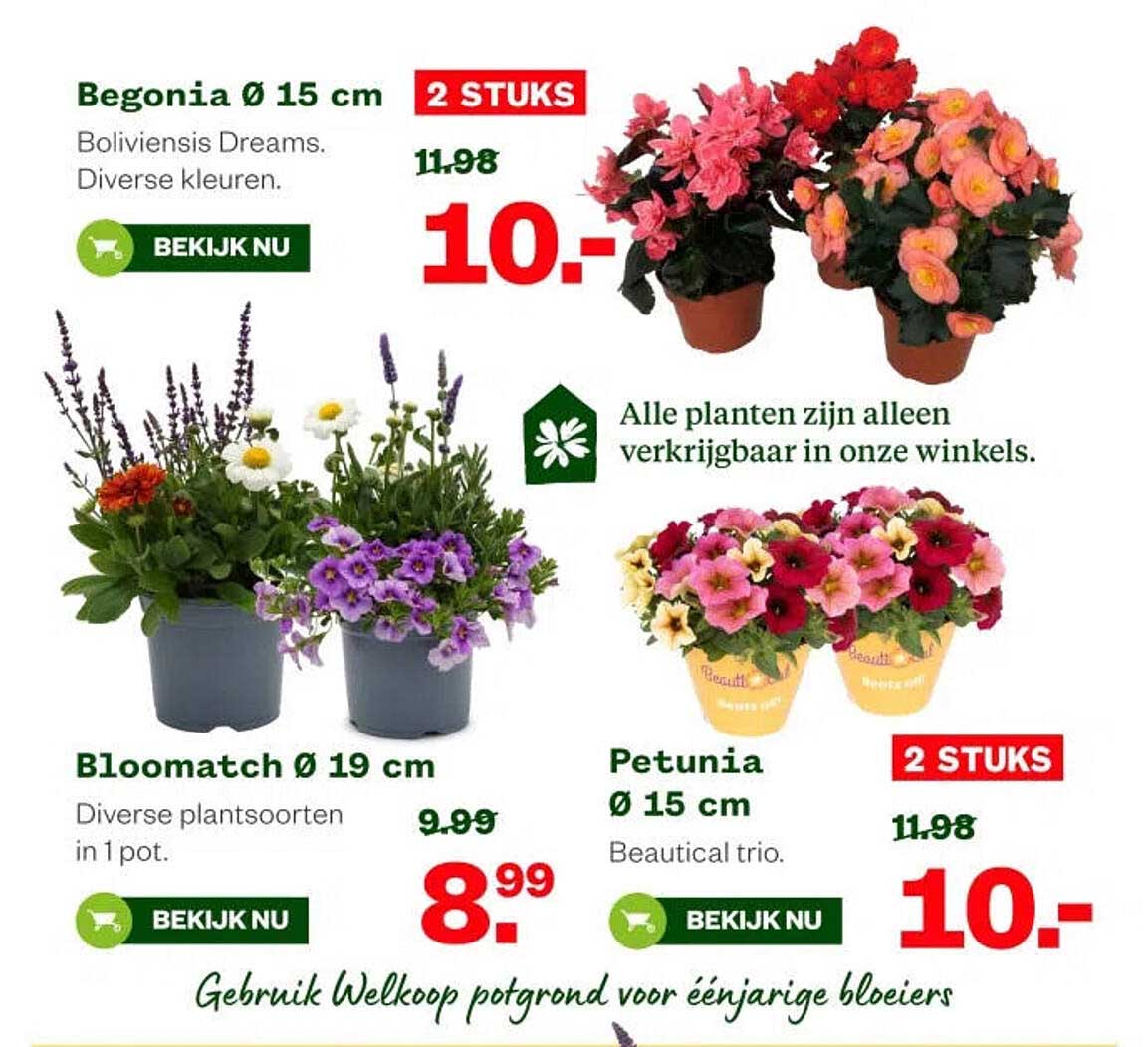 Begonia Ø 15 cm 2 STUKS