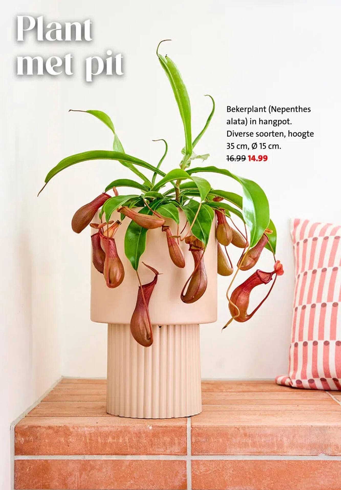 Bekerplant (Nepenthes alata) in hangpot