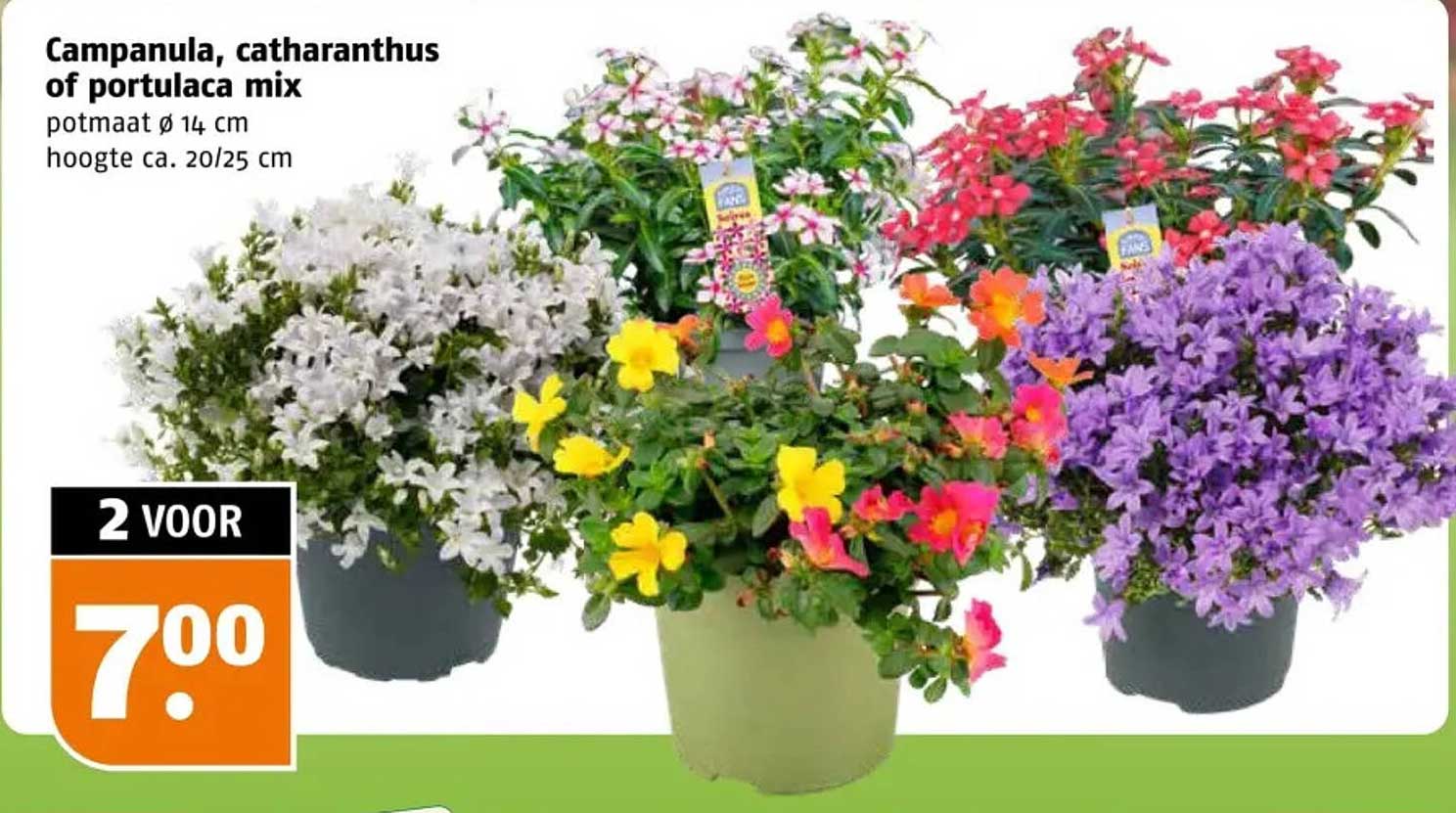 Campanula, catharanthus of portulaca mix 2 voor