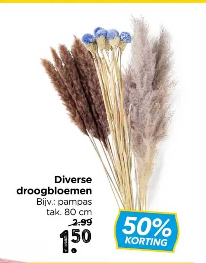 Diverse droogbloemen Bijv.: pampas tak, 80 cm 50% KORTING