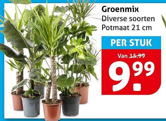 Groenmix Diverse soorten Potmaat 21 cm PER STUK