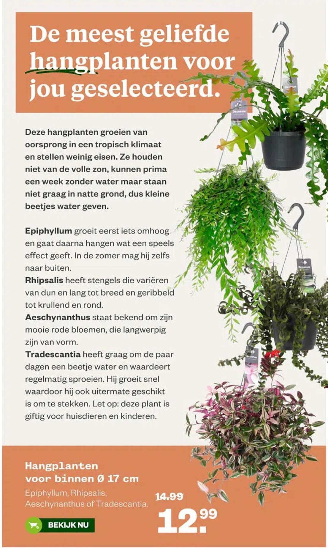 Hangplanten voor binnen Ø 17 cm Epiphyllum, Rhipsalis, Aeschynanthus of Tradescantia
