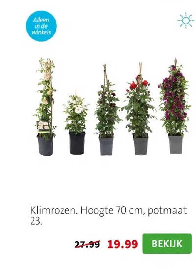 Klimrozen. Hoogte 70 cm, potmaat 23.