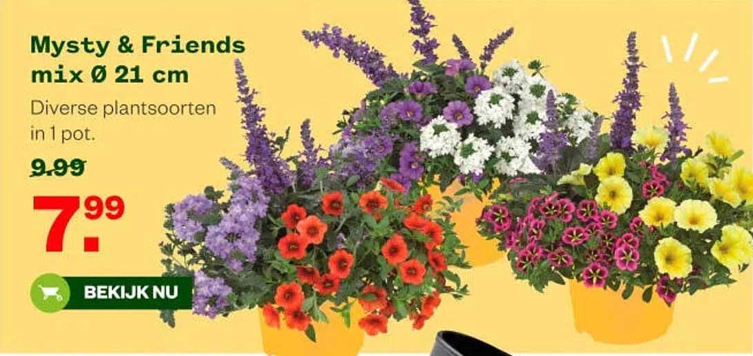 Mysty & Friends mix Ø 21 cm