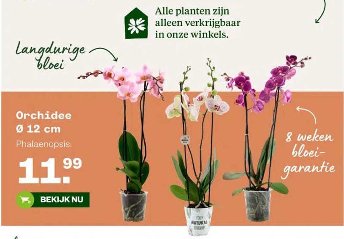 Orchidee Ø 12 cm Phalaenopsis