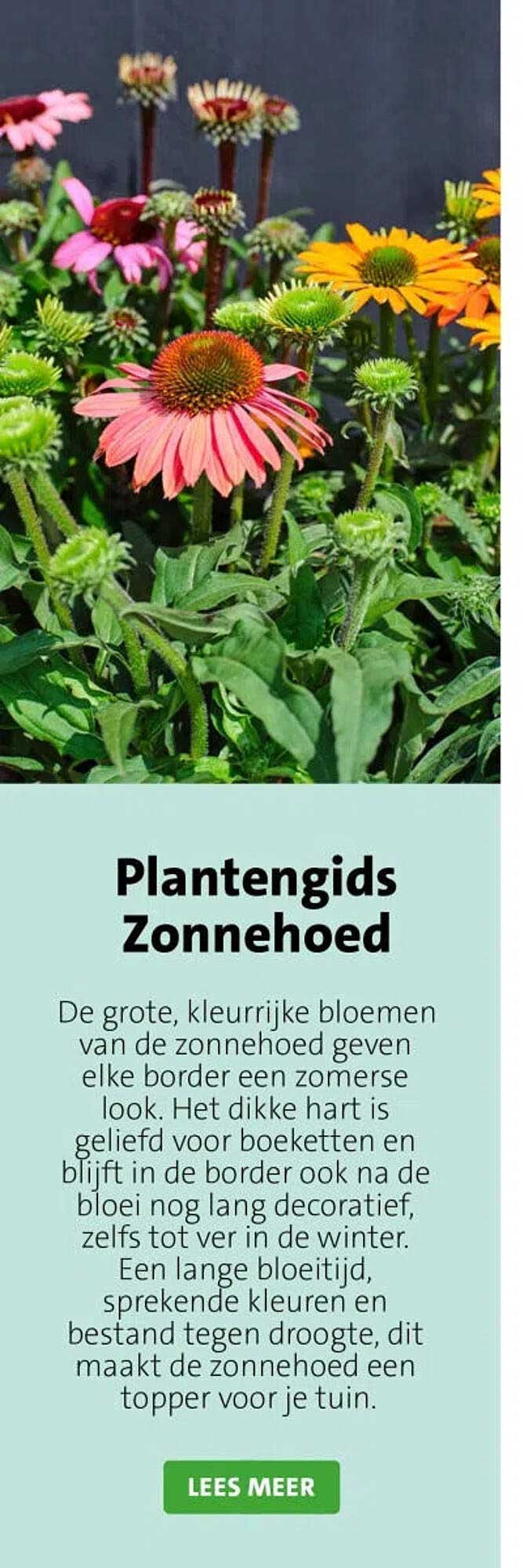 Plantengids Zonnehoed