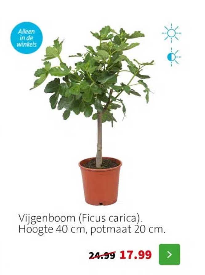 Vijgenboom (Ficus carica)