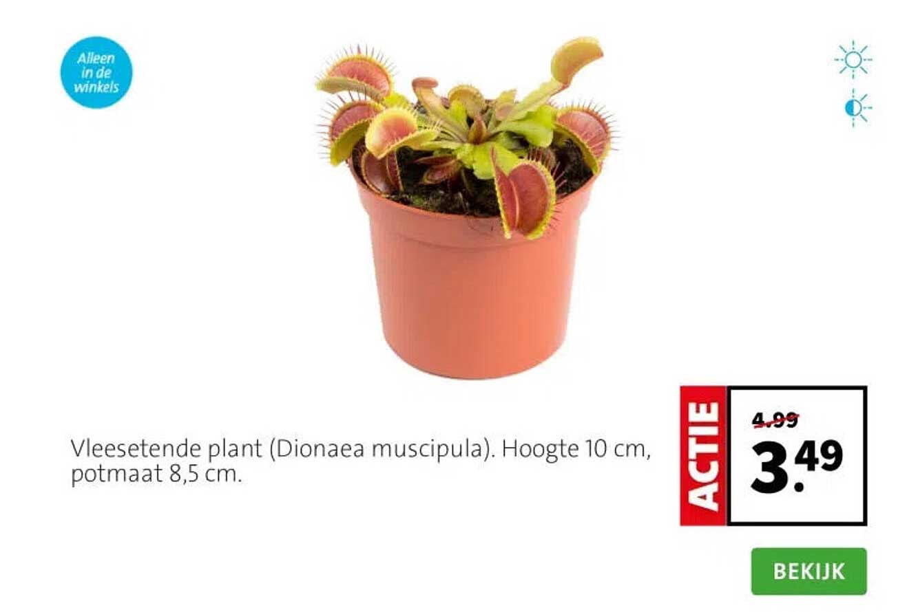 Vleesetende plant (Dionaea muscipula). Hoogte 10 cm, potmaat 8,5 cm.