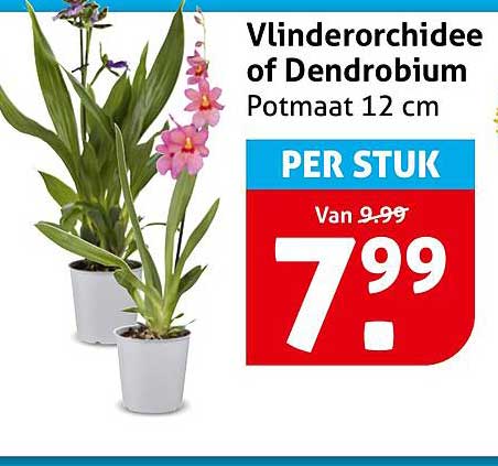 Vlinderorchidee of Dendrobium Potmaat 12 cm PER STUK